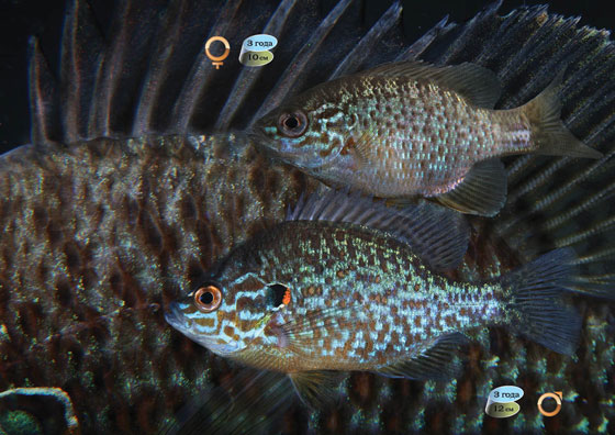 солнечный окунь (Lepomis gibbosus0