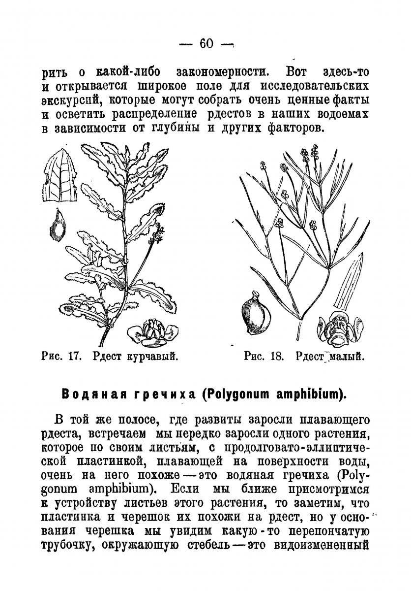 биология водных растений