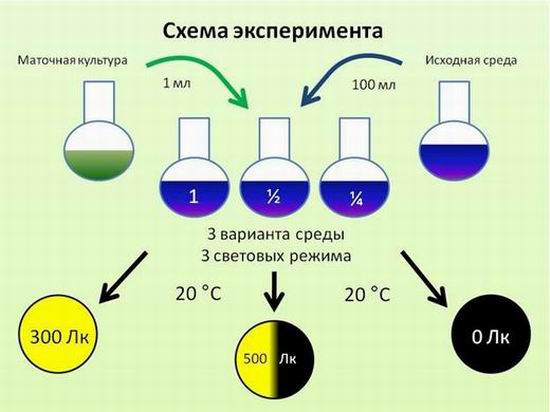 схема эксперимента