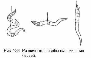 Различные способы насаживания червей