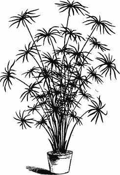 Циперус — Cyperus alternifolius <i>L.</i>