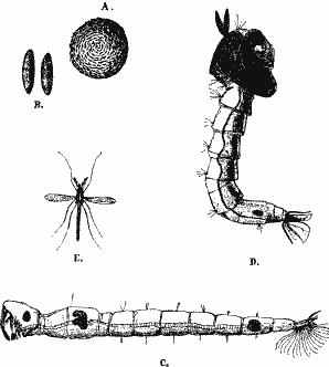 Коретра